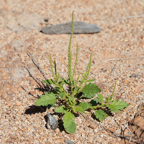 Dysphania rhadinostachya subsp. inflata — photo