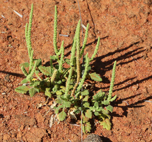 Dysphania rhadinostachya subsp. inflata — photo