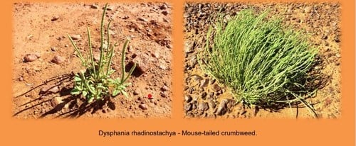 Dysphania rhadinostachya