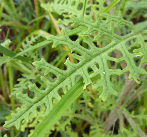 Dysphania schraderiana (Schrader's spinach) — photo