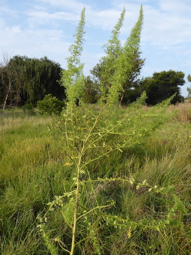 Dysphania schraderiana (Schrader's spinach) — photo