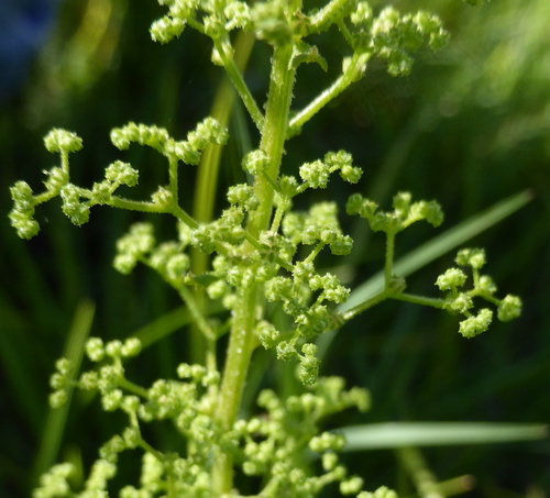 Dysphania schraderiana