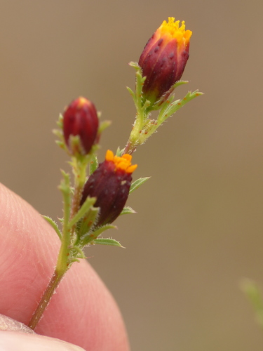 Dyssodia papposa (Fetid marigold) — photo