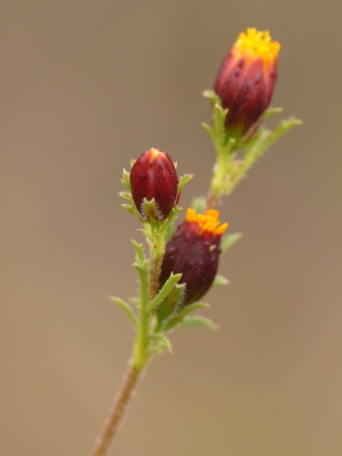 Dyssodia papposa (Fetid marigold) — photo