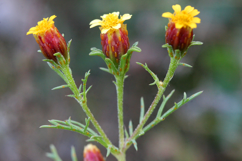 Dyssodia papposa