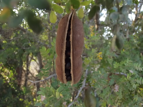 Ebenopsis caesalpinioides — photo