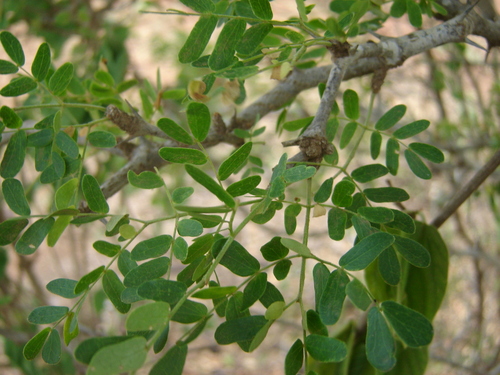 Ebenopsis caesalpinioides — photo