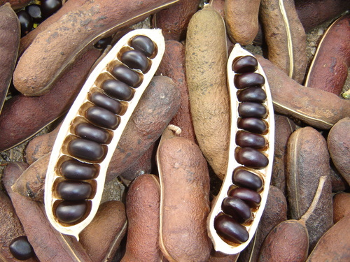 Ebenopsis caesalpinioides