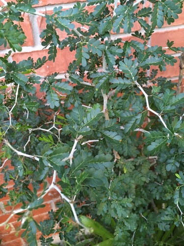 Ebenopsis ebano (Texas ebony) — photo
