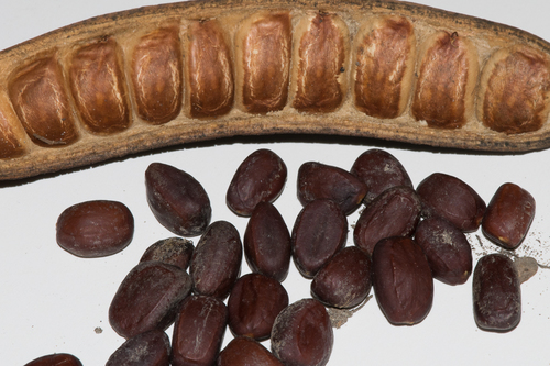 Ebenopsis ebano (Texas ebony) — photo