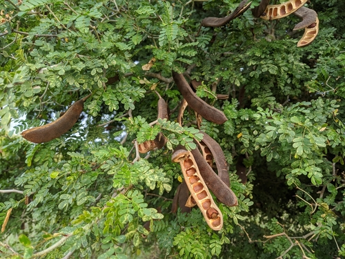 Ebenopsis ebano
