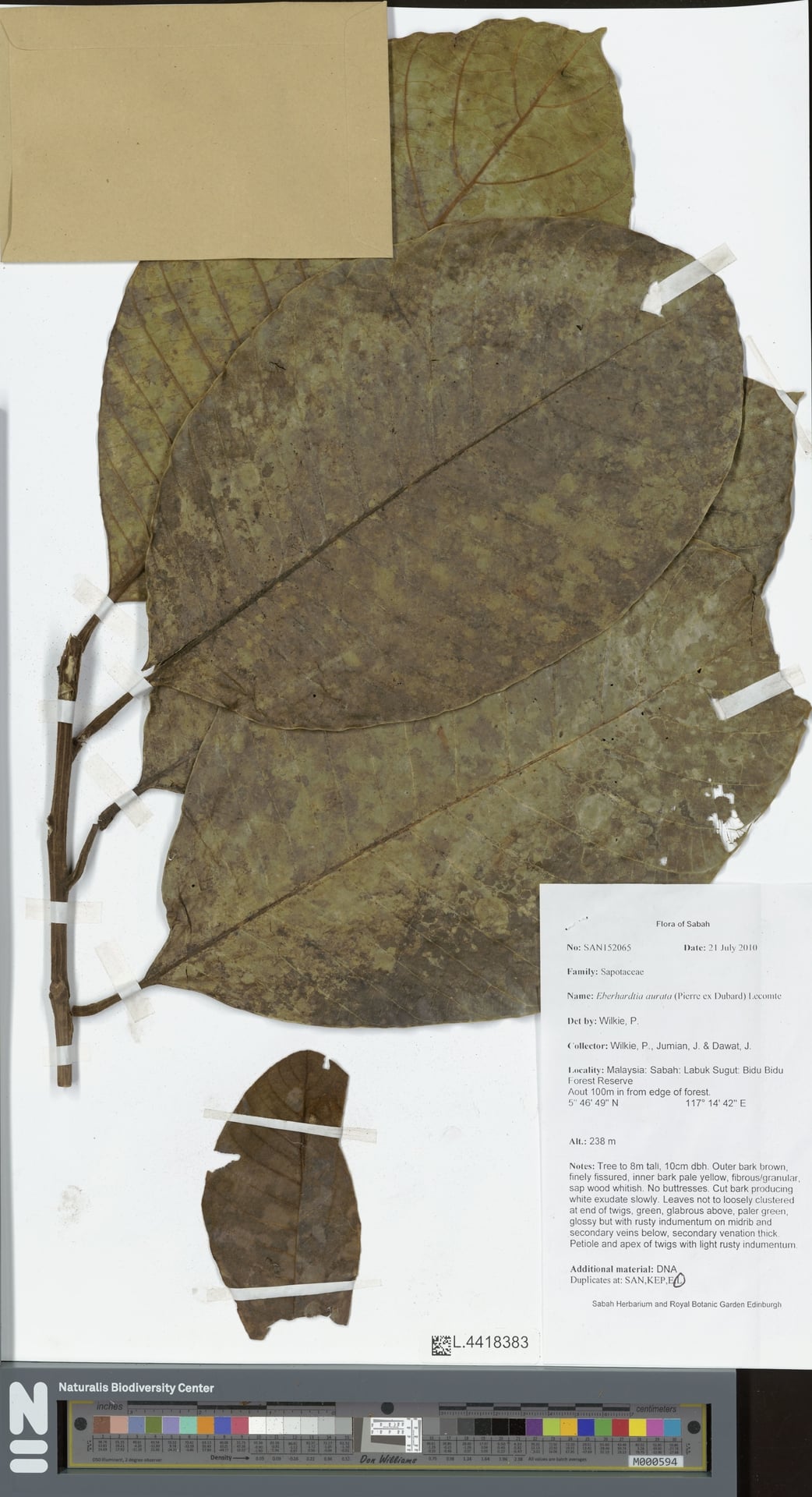 Eberhardtia aurata