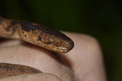 Eberhardtia tonkinensis (Cong sua bac bo) — photo