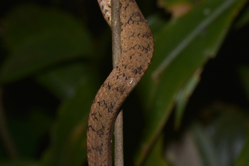 Eberhardtia tonkinensis (Cong sua bac bo) — photo