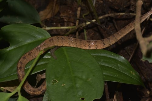Eberhardtia tonkinensis