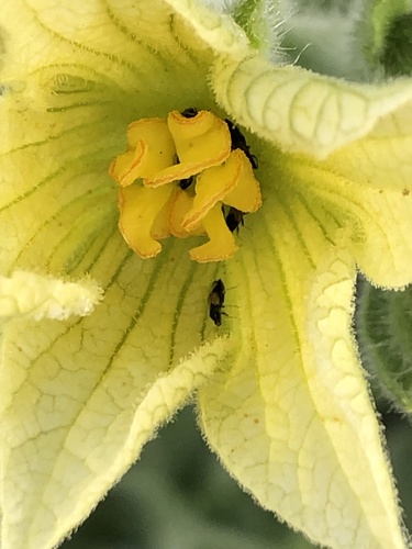 Ecballium elaterium (Squirting cucumber) — photo