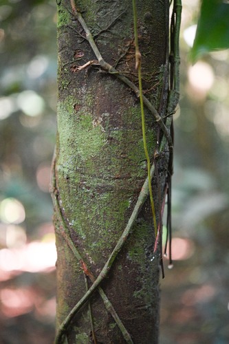 Ecclinusa lanceolata (Coquirana) — photo