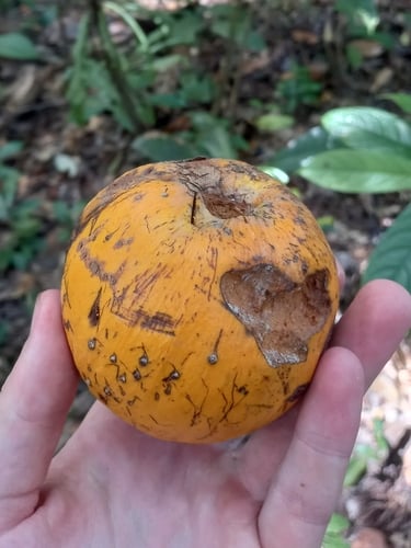 Ecclinusa lanceolata