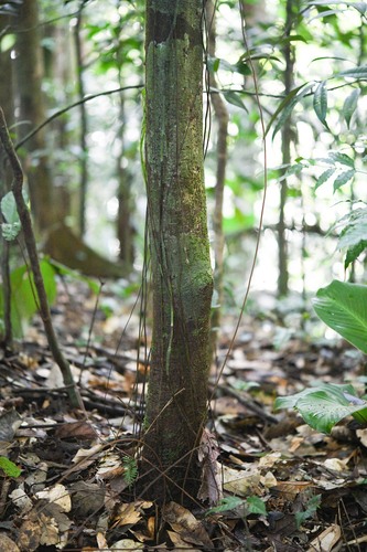 Ecclinusa lanceolata (Coquirana) — photo