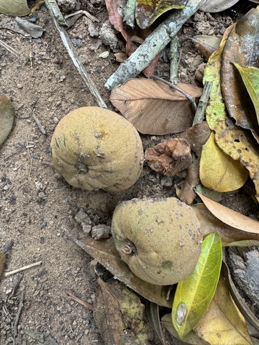 Ecclinusa ramiflora (Guaca) — photo