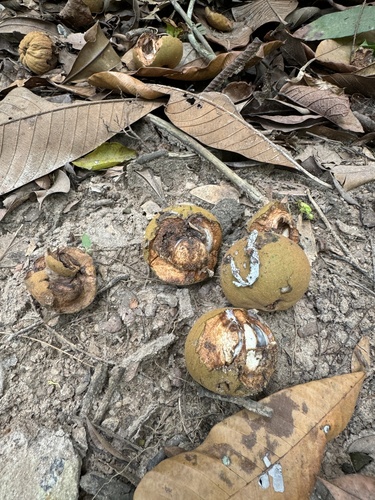 Ecclinusa ramiflora (Guaca) — photo
