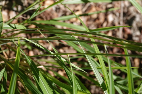 Eccoilopus cotulifer — photo