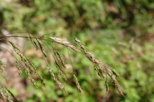 Eccoilopus cotulifer — photo