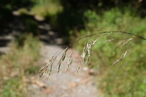 Eccoilopus cotulifer