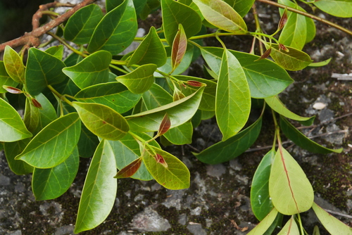 Ecdysanthera rosea (Sour creeper) — photo
