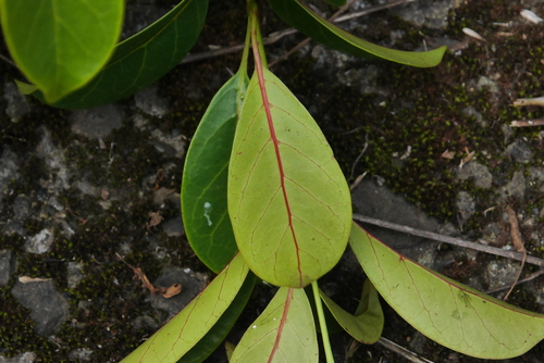 Ecdysanthera rosea (Sour creeper) — photo