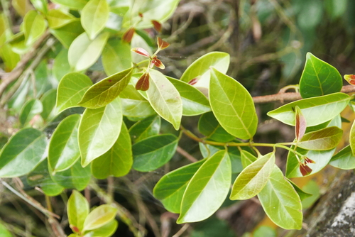 Ecdysanthera rosea