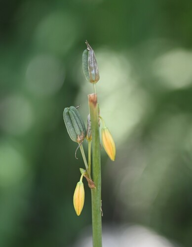 Echeandia paniculata (Crag-lily) — photo