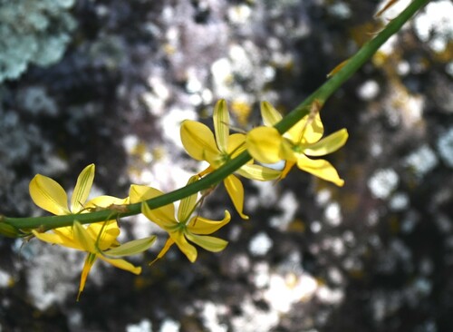 Echeandia paniculata (Crag-lily) — photo