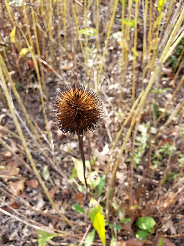 Echinacea purpurea (Echinacea) — photo