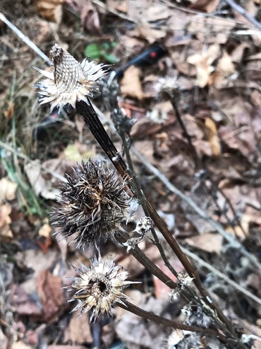 Echinacea purpurea (Echinacea) — photo