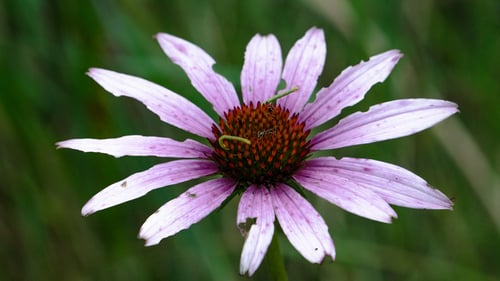 Echinacea purpurea