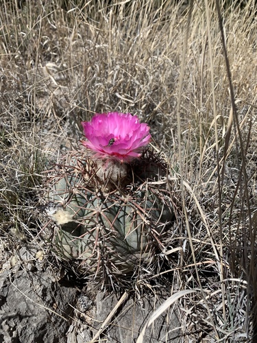 Echinocactus horizonthalonius (Blue barrel cactus) — photo