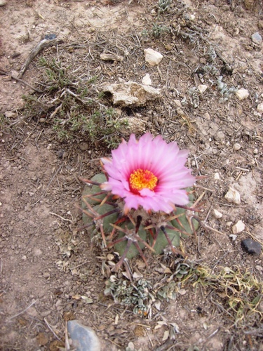 Echinocactus horizonthalonius (Blue barrel cactus) — photo