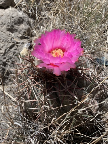 Echinocactus horizonthalonius