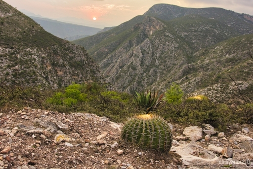 Echinocactus platyacanthus (Giant barrel cactus) — photo