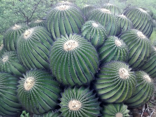 Echinocactus platyacanthus (Giant barrel cactus) — photo