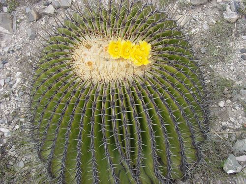 Echinocactus platyacanthus