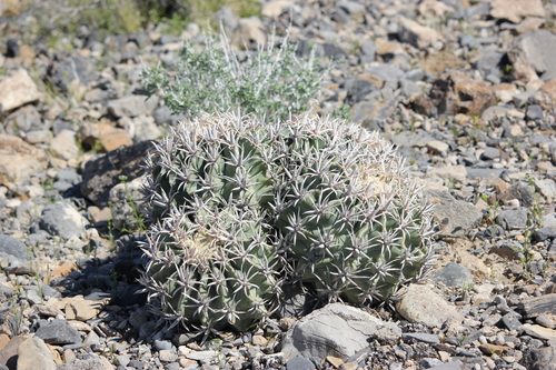 Echinocactus polycephalus (Cotton top cactus) — photo