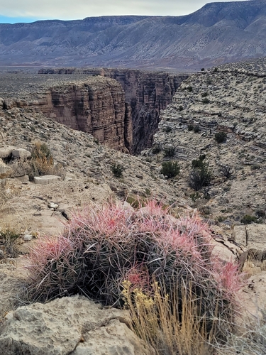 Echinocactus polycephalus (Cotton top cactus) — photo