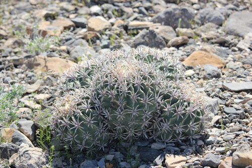 Echinocactus polycephalus