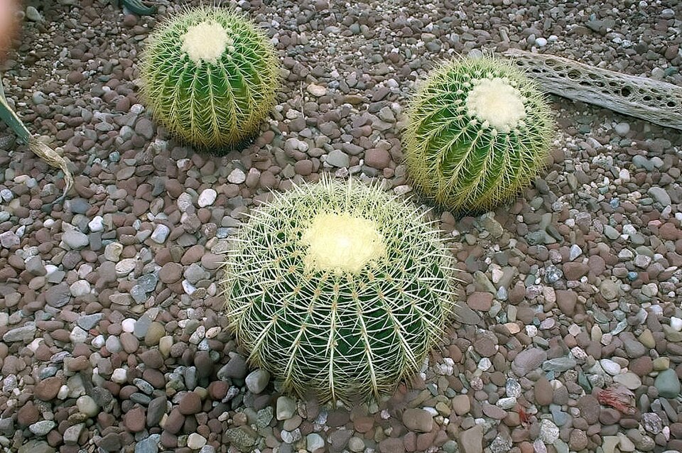 Echinocactus sp. (Bisnaga) — photo