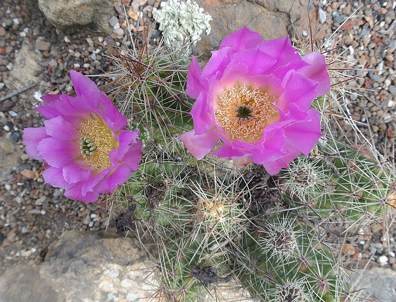 Echinocactus sp.