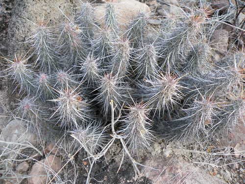 Echinocereus brandegeei (Strawberry cactus) — photo