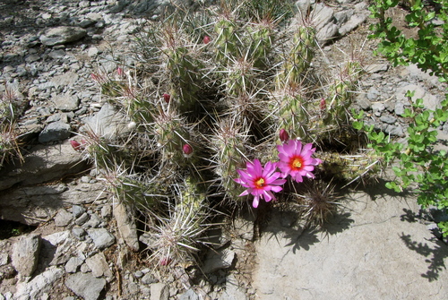 Echinocereus brandegeei (Strawberry cactus) — photo