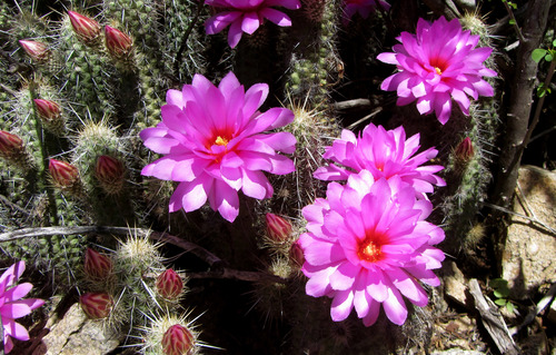 Echinocereus brandegeei